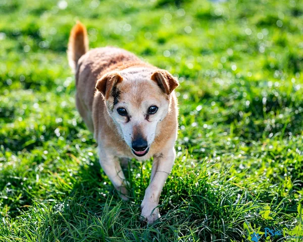 Pies do adopcji, Racławice, 4 listopada 2025 (4/5)