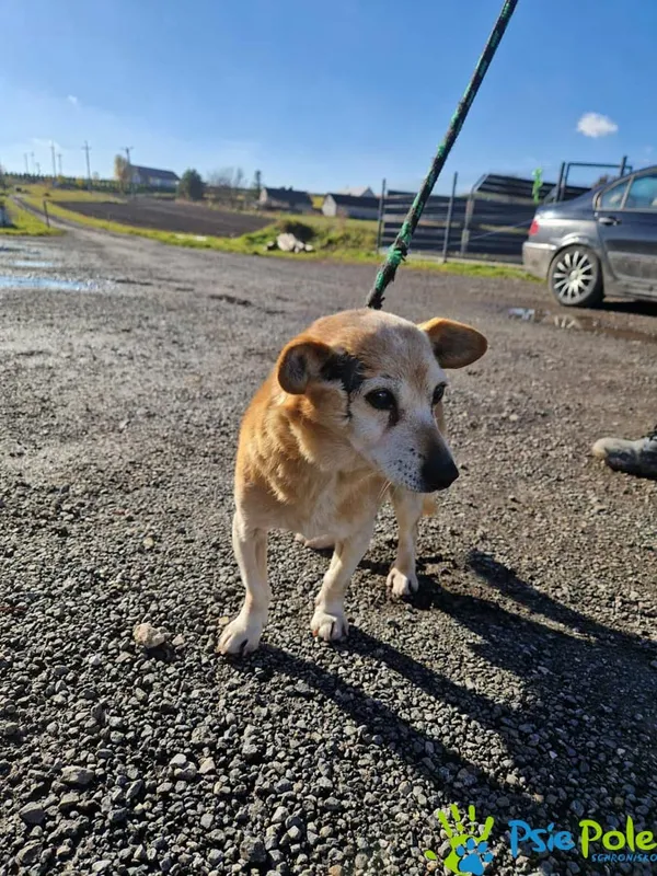 Pies do adopcji, Racławice, 4 listopada 2025 (5/5)