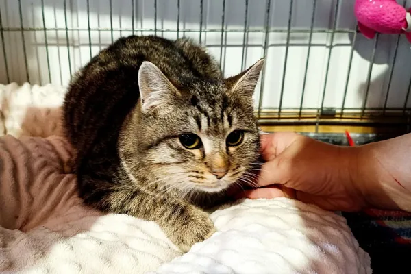 Kot do adopcji, Wałbrzych, 22 października 2025