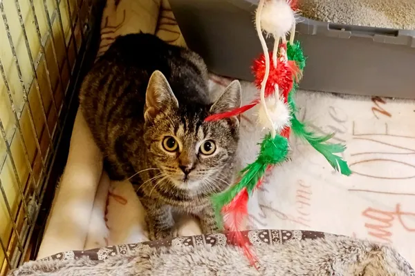 Kot do adopcji, Wałbrzych, 28 września 2025 (2/2)