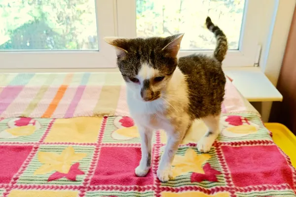 Kot do adopcji, Wałbrzych, 5 października 2025 (1/2)