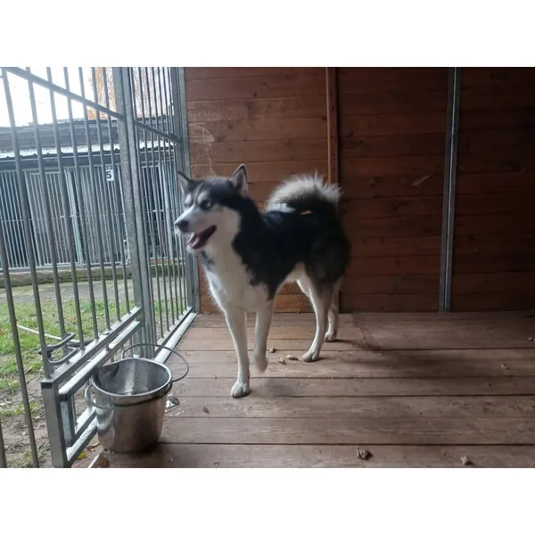 Znaleziono psa, Białystok, 6 listopada 2025