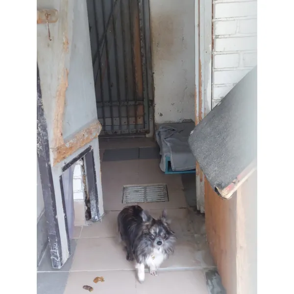 Znaleziono psa, Białystok, 22 października 2025