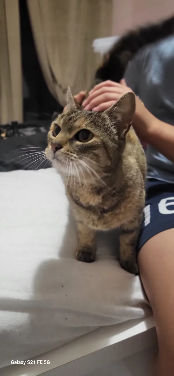 Znaleziono kota, Lublin, Węglin Południowy, 7 listopada 2025 (1/3)