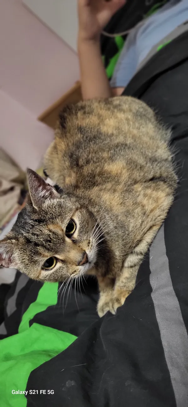 Znaleziono kota, Lublin, Węglin Południowy, 7 listopada 2025 (2/3)