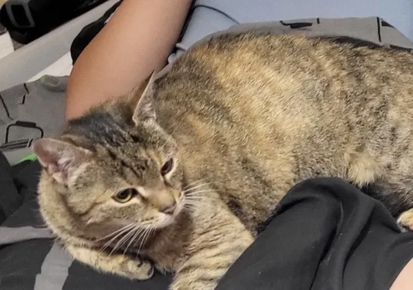 Znaleziono kota, Lublin, Węglin Południowy, 7 listopada 2025 (3/3)