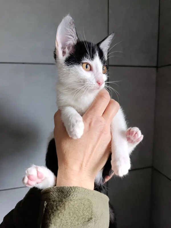 Kot do adopcji, Bełchatów, 22 września 2025 (2/5)