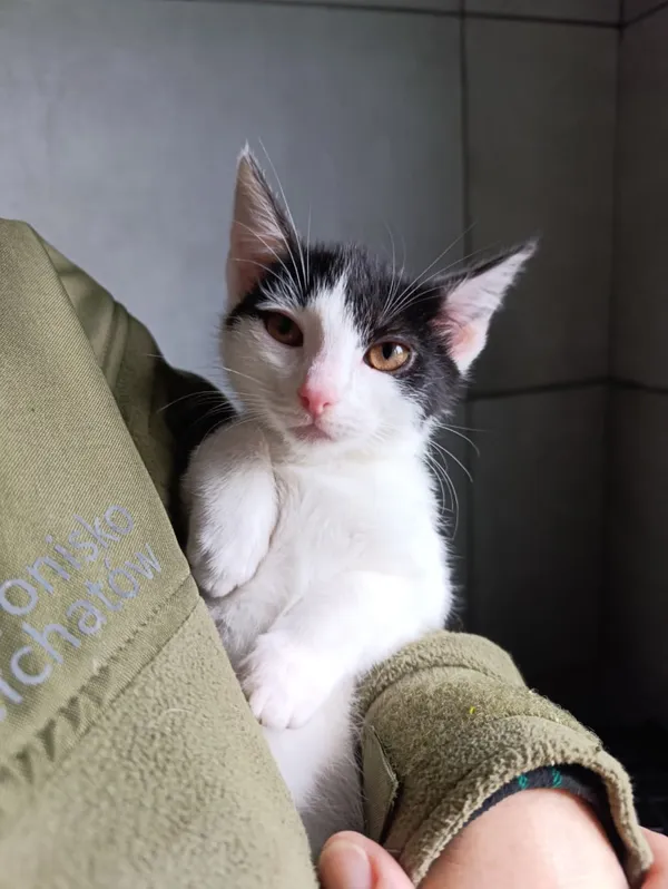 Kot do adopcji, Bełchatów, 22 września 2025 (3/5)