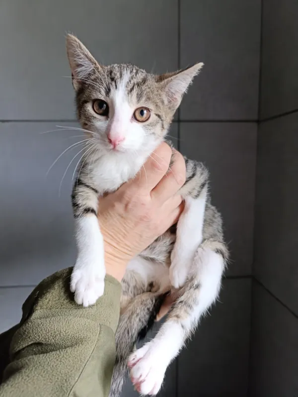 Kot do adopcji, Bełchatów, 23 września 2025 (1/5)