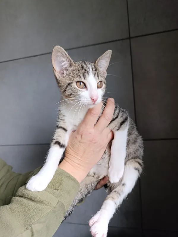 Kot do adopcji, Bełchatów, 23 września 2025 (2/5)