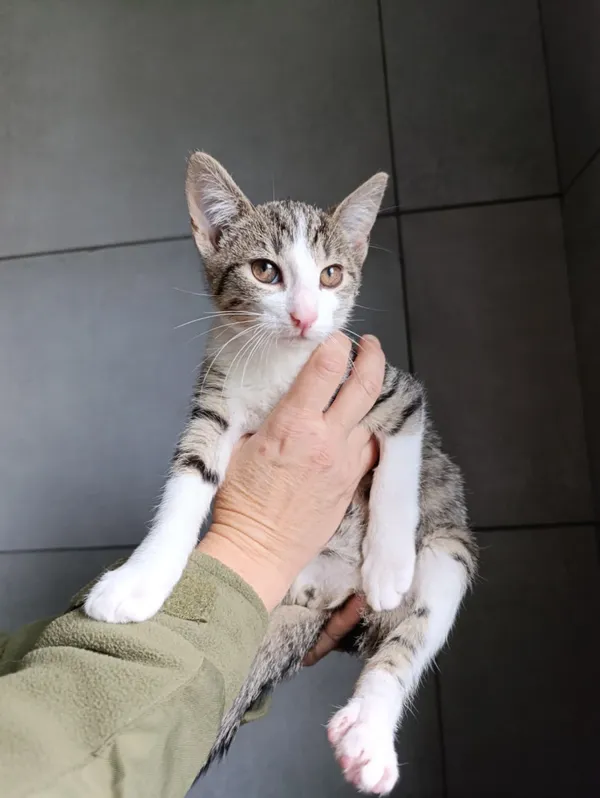 Kot do adopcji, Bełchatów, 23 września 2025 (4/5)