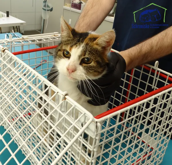 Znaleziono kota, Szczecin, 7 listopada 2025