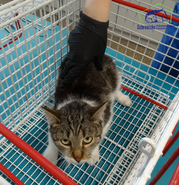 Znaleziono kota, Szczecin, 7 listopada 2025