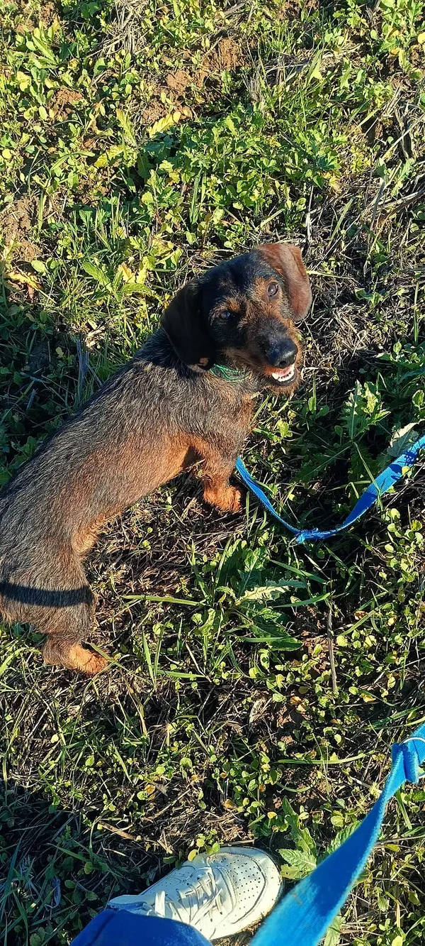 Pies do adopcji, Orzechowce, 21 września 2025 (2/4)