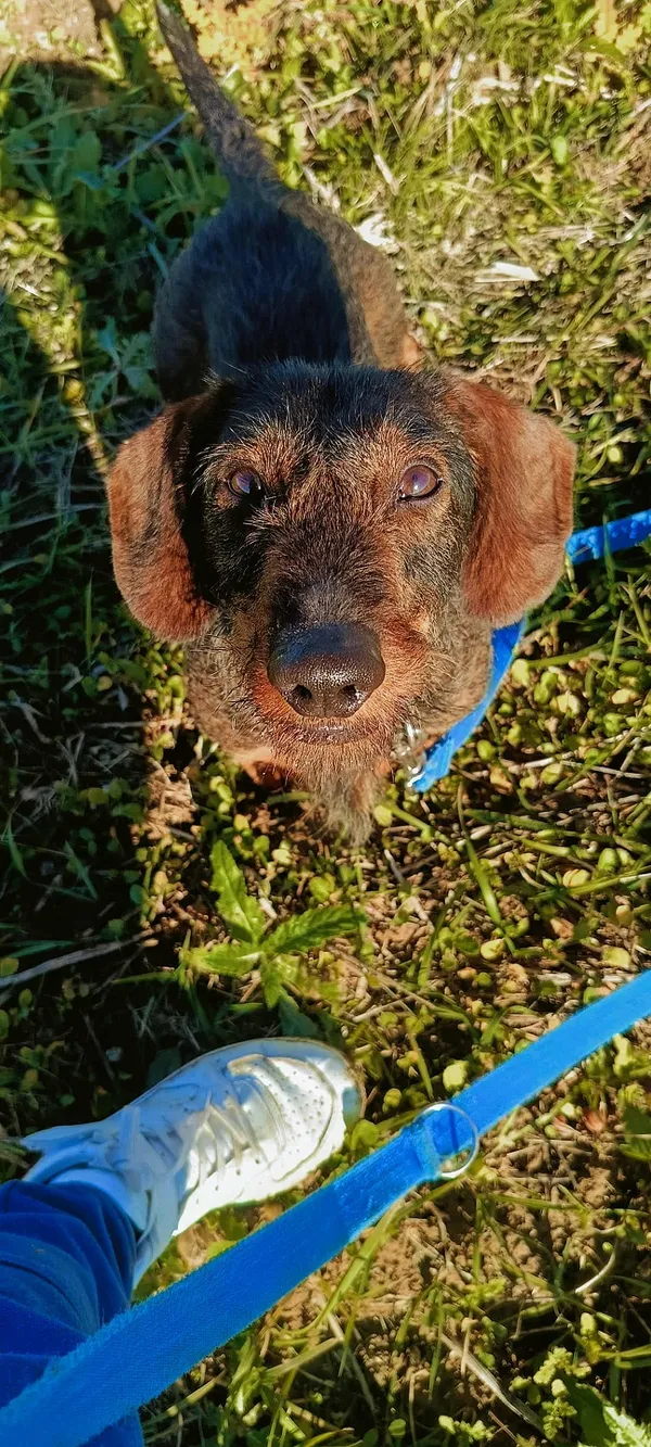 Pies do adopcji, Orzechowce, 21 września 2025 (3/4)