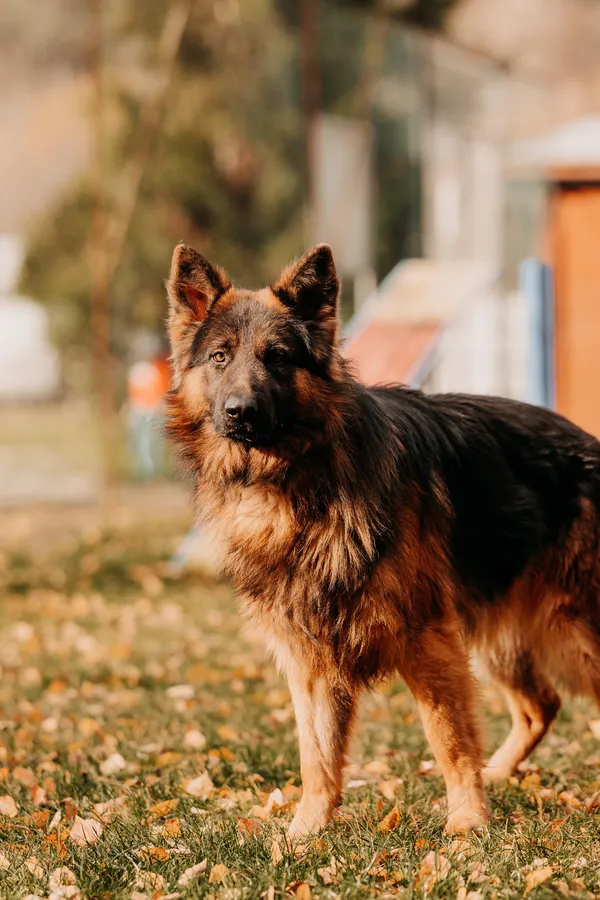 Pies do adopcji, Czartki, 7 listopada 2025 (3/5)