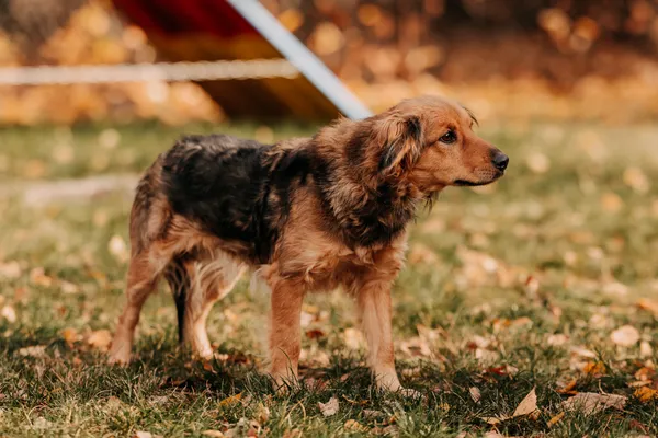 Pies do adopcji, Czartki, 7 listopada 2025 (4/5)