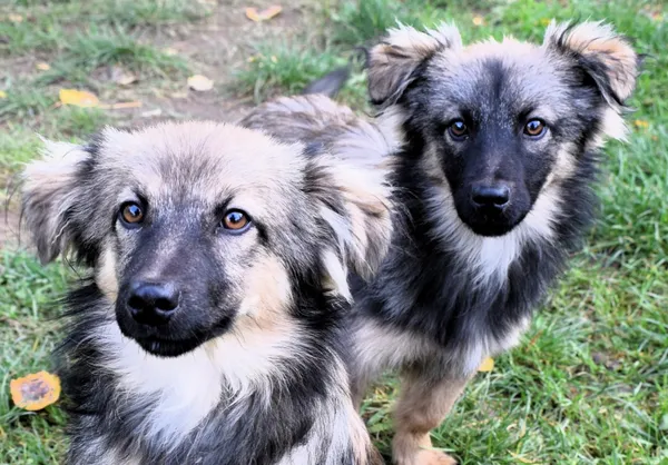 Znaleziono psa, Pieckowo, 7 listopada 2025 (3/3)