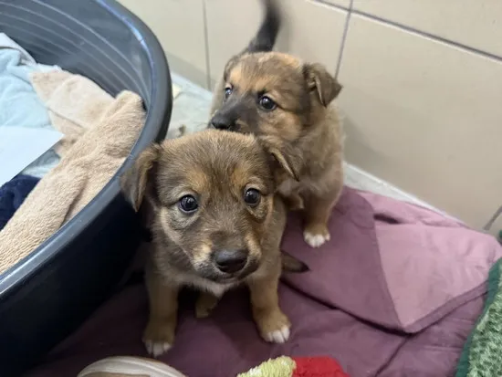 Pies do adopcji, Kraków, 6 listopada 2025