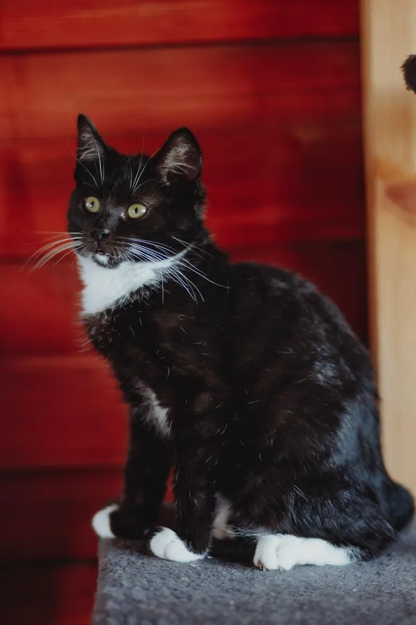 Oddam kota, Olsztyn, Kormoran, 9 listopada 2025