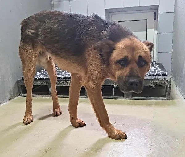 Znaleziono psa, Lublin, 7 listopada 2025