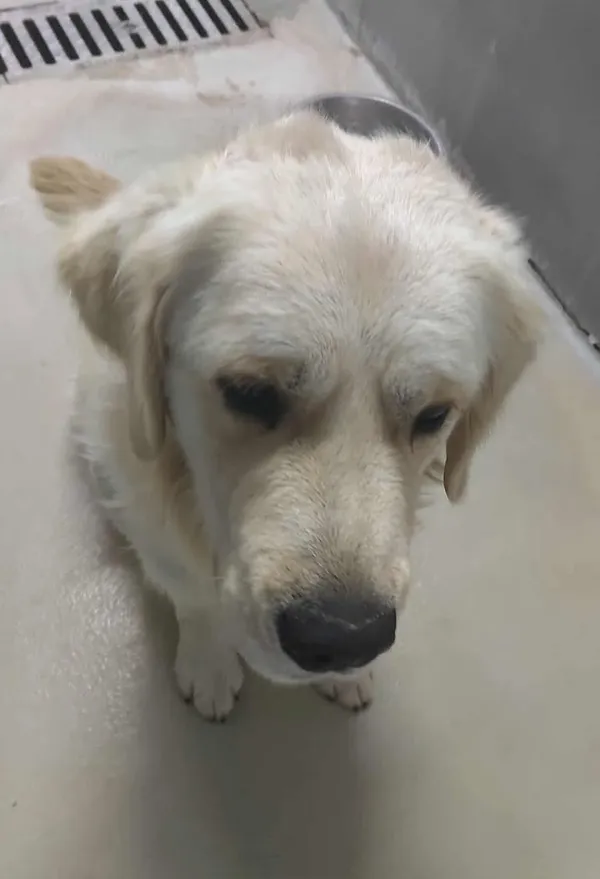 Znaleziono psa, Lublin, 8 listopada 2025