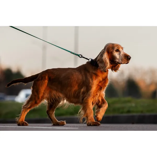 Znaleziono psa, Białystok, 26 września 2025 (2/5)