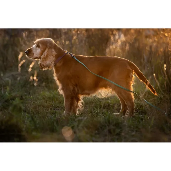 Znaleziono psa, Białystok, 26 września 2025 (4/5)