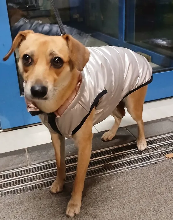 Znaleziono psa, Gdańsk, 9 listopada 2025