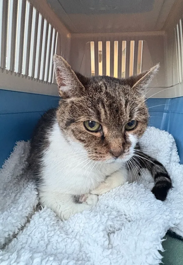 Znaleziono kota, Gdańsk, 9 listopada 2025