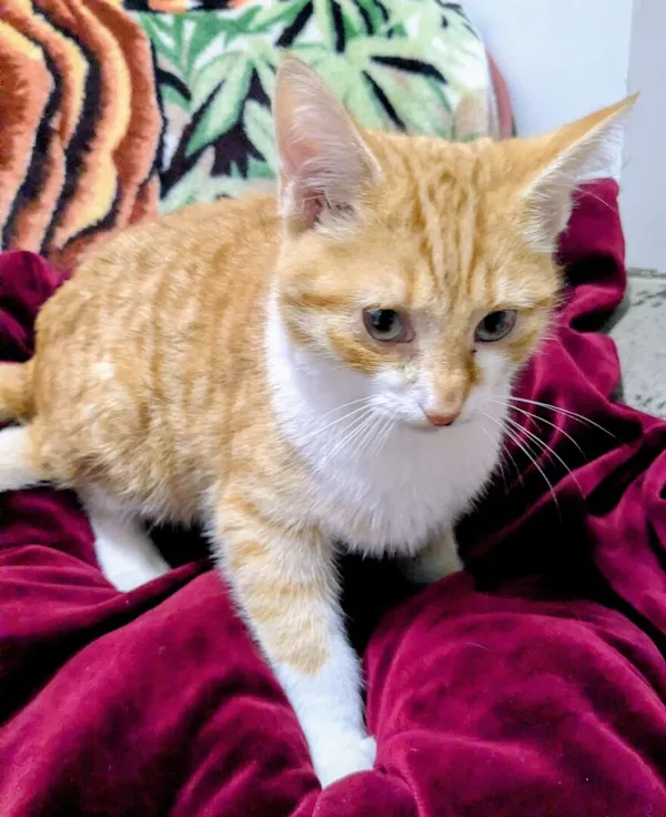 Znaleziono kota, Gdańsk, 7 listopada 2025