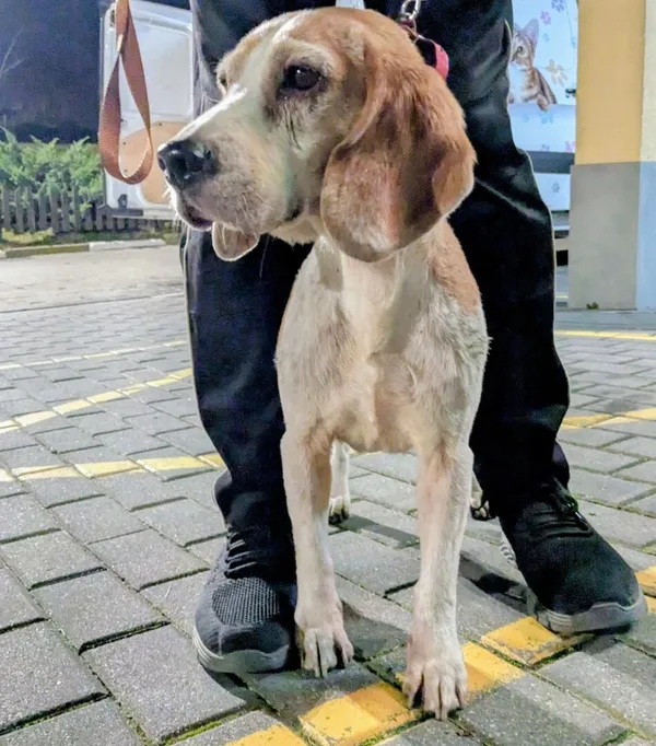 Znaleziono psa, Gdańsk, 7 listopada 2025