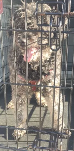 Znaleziono psa, Radom, 6 listopada 2025