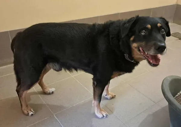 Znaleziono psa, Olsztyn, 6 listopada 2025