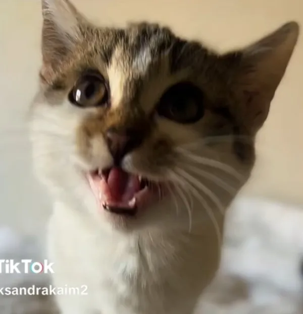 Kot do adopcji, Radom, 9 listopada 2025