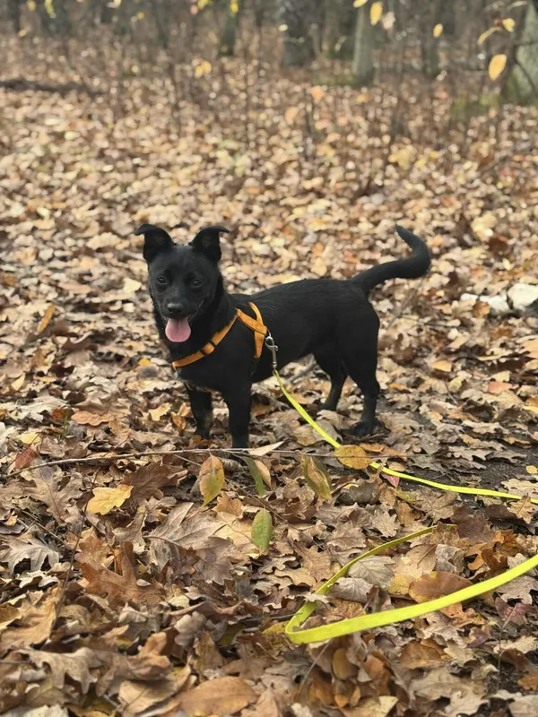 Pies do adopcji, Milanówek, 8 listopada 2025 (2/5)