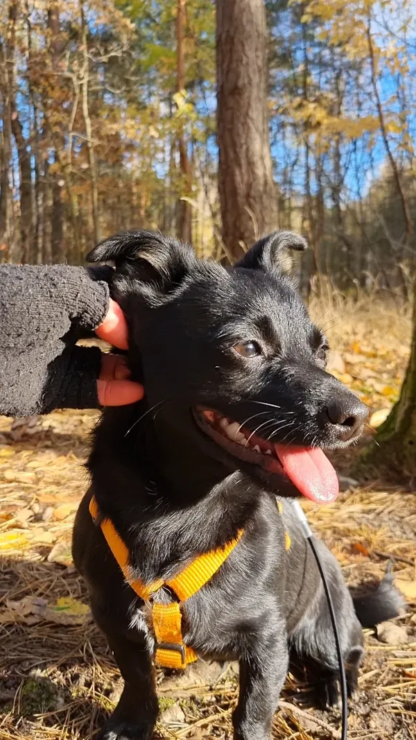 Pies do adopcji, Milanówek, 8 listopada 2025 (4/5)