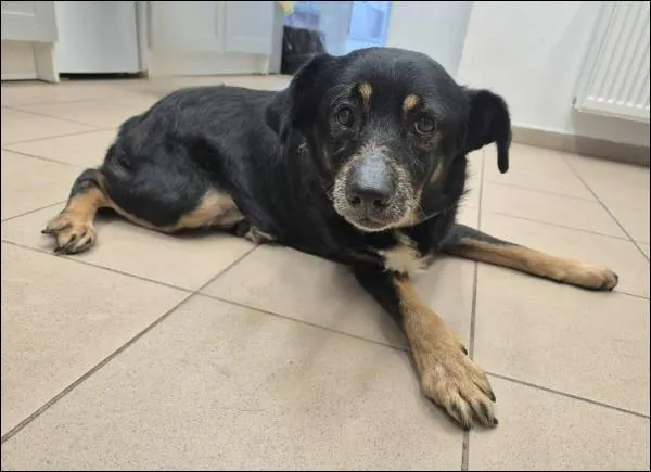 Znaleziono psa, Grudziądz, 9 listopada 2025