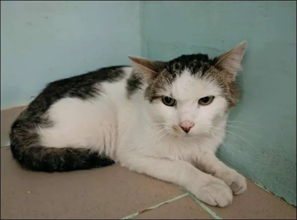 Znaleziono kota, Grudziądz, 6 listopada 2025