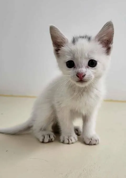 Znaleziono kota, Grudziądz, 9 listopada 2025