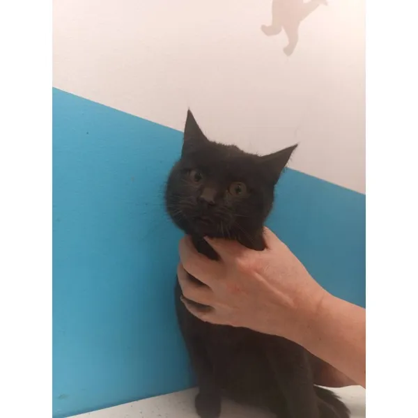 Znaleziono kota, Białystok, 7 listopada 2025