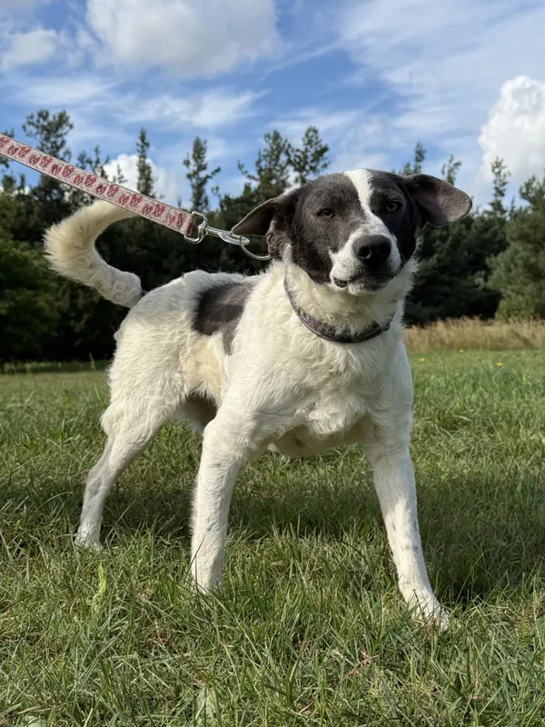 Pies do adopcji, Pieczyska, 9 listopada 2025 (2/5)