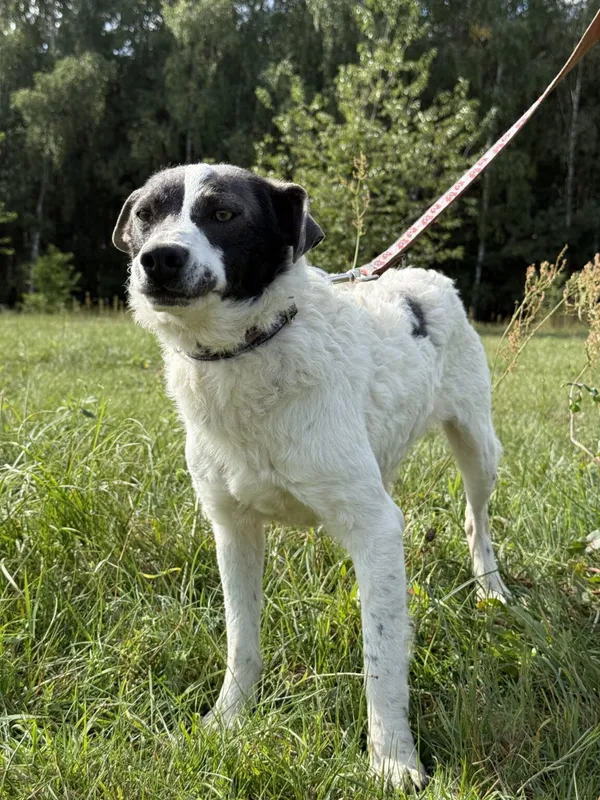 Pies do adopcji, Pieczyska, 9 listopada 2025 (5/5)