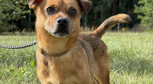 Pies do adopcji, Pieczyska, 9 listopada 2025 (1/4)