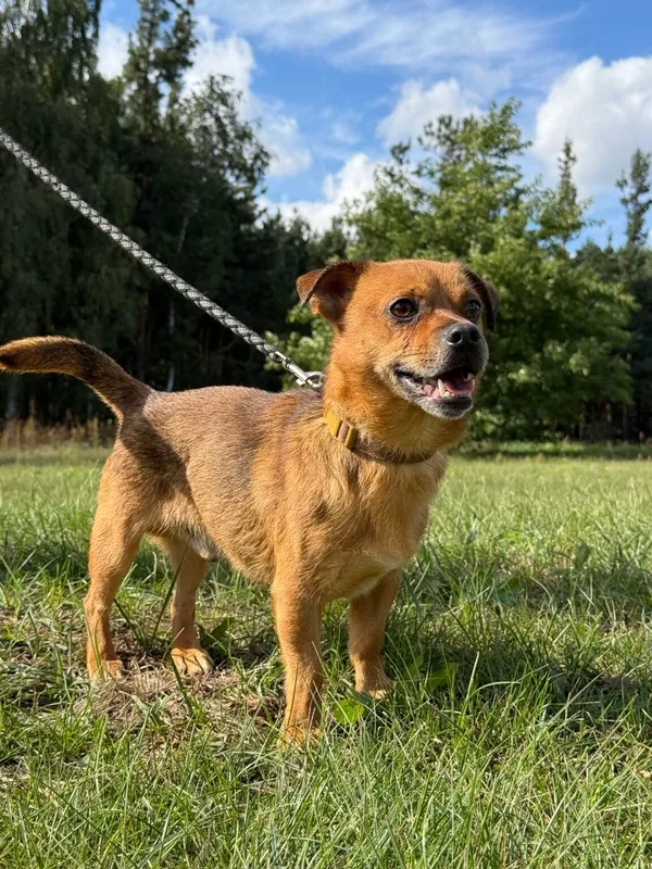 Pies do adopcji, Pieczyska, 9 listopada 2025 (4/4)