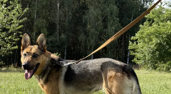 Pies do adopcji, Pieczyska, 9 listopada 2025 (1/4)