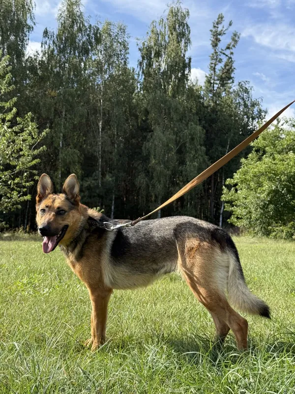 Pies do adopcji, Pieczyska, 9 listopada 2025 (3/4)