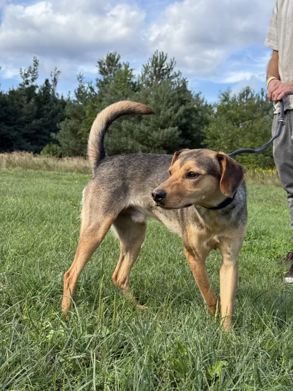 Pies do adopcji, Pieczyska, 9 listopada 2025 (2/5)