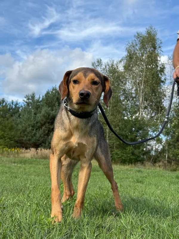 Pies do adopcji, Pieczyska, 9 listopada 2025 (5/5)