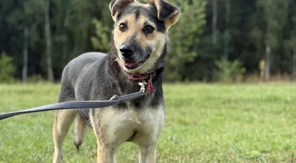 Pies do adopcji, Pieczyska, 9 listopada 2025 (1/4)